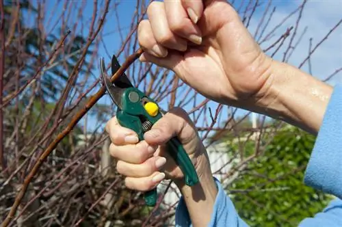 Couper les hortensias paniculaires : Quelle est la période idéale ?