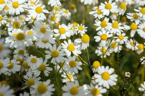 Chamomile yenye sumu