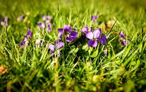 Getting rid of violets in the lawn: tips and tricks