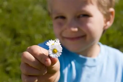 Daisies: myrkyllistä vai terveellistä ihmisille ja eläimille?