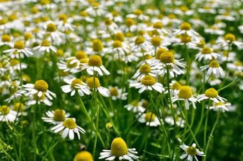 Menyemai chamomile