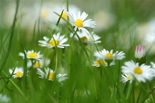 Når blomstrer tusenfryd? En sesongmessig oversikt