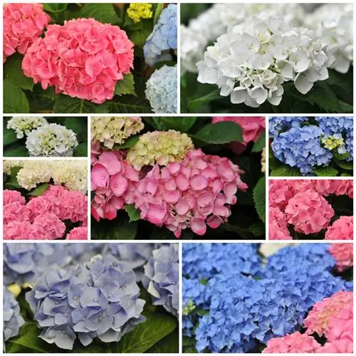 ¿Cuándo florecen las hortensias?