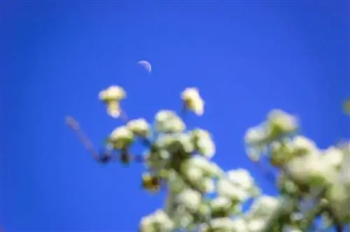 jardín del calendario lunar