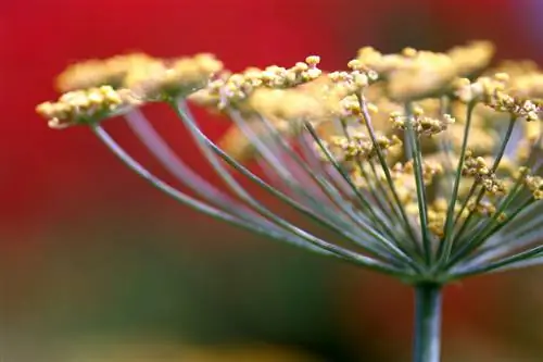 Cultivo de Pimpinelle: é assim que ela pode ser cultivada no jardim