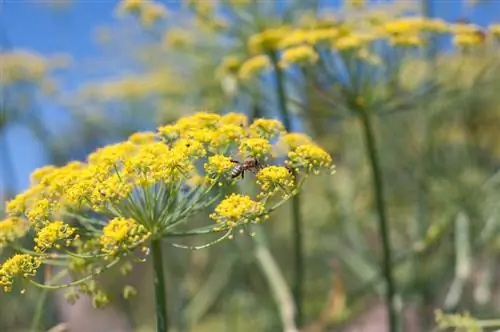 Pimpinelle semena