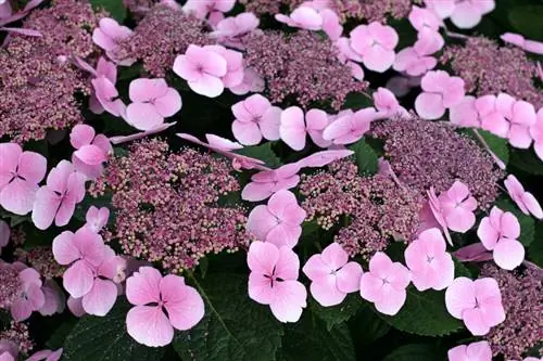 Hortensia: Die mooiste variëteite in 'n oogopslag