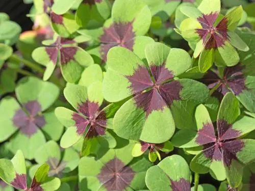 Geluksklaver - de zeer symbolische kamerplant