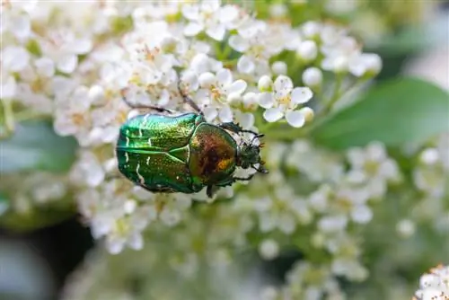 rose chafer