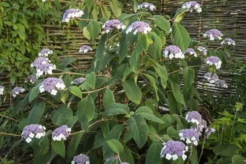 Sammetshortensior: Den idealiska platsen för magnifika blommor