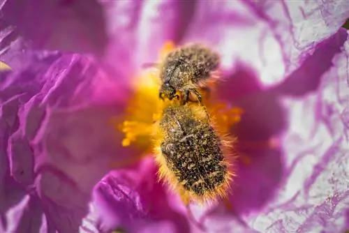 rose chafer