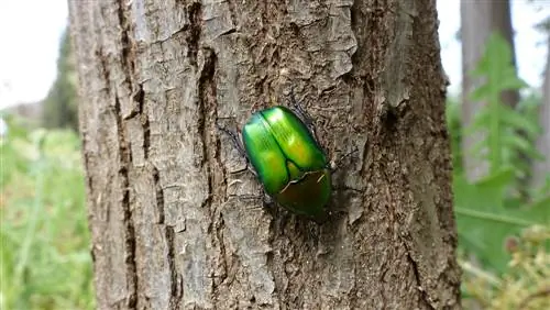 rose chafer