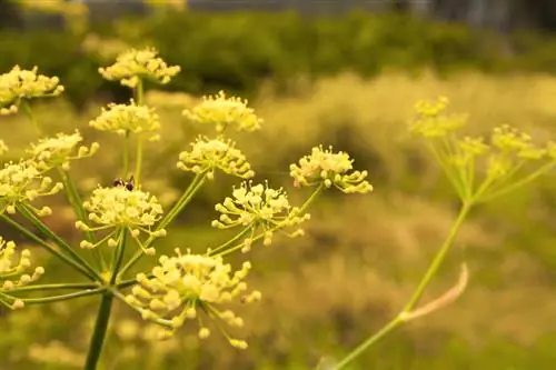 Pimpinelle Ubicación: Consejos para un crecimiento y aroma óptimos