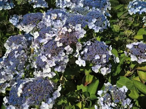 Pemangkasan hydrangea beludru