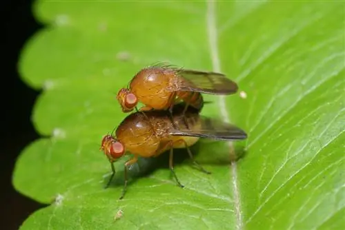 reproducción de la mosca de la fruta