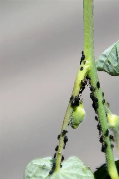 Luise op nasturtiums: Wat om te doen met die besmetting?