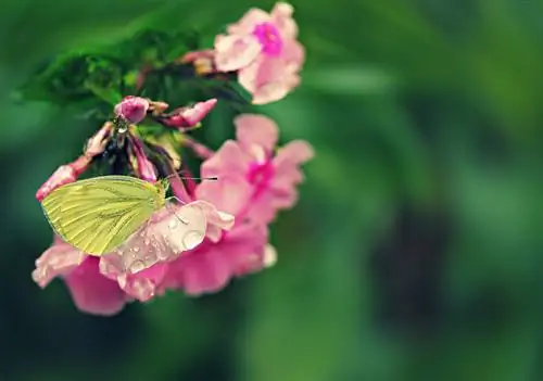 Befrukta flox: Så här säkerställer du frodig blomning