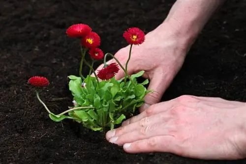 Planting av tusenfryd: plassering, såing og vedlikeholdsinstruksjoner