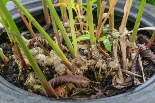 Planting ginger yourself - how does it work?