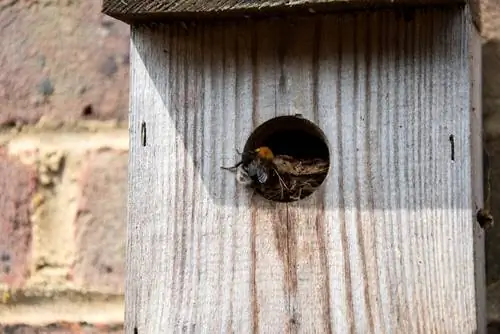 bumblebee nest