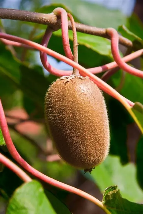 Áreas de cultivo de kiwi