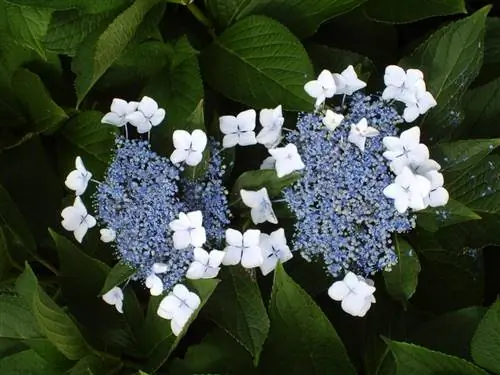 Lokasyon ng hydrangea serrata