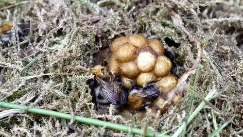 Kilalanin ang isang pugad ng bumblebee at harapin ito ng tama