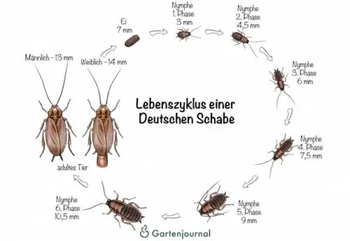 Ciclo de vida de una cucaracha alemana