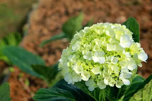 Hydrangea топурак