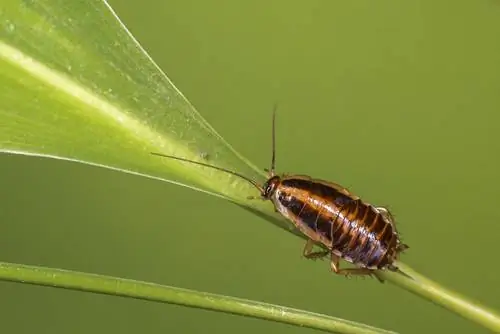 German cockroach – Mapanganib na peste sa kusina