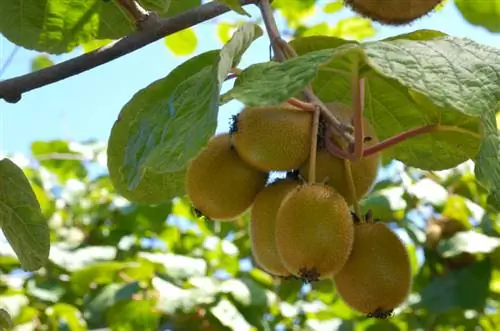 Hvilke typer kiwi finnes det? Oppdag mangfoldet