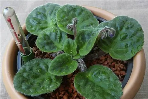 Propagarea violetei africane