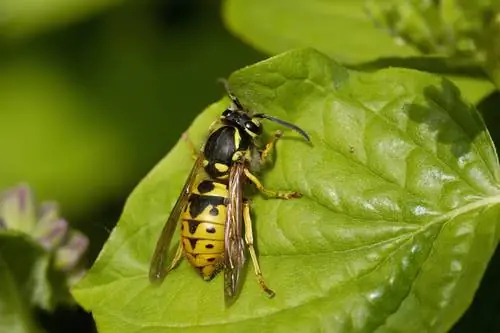 German Wasp - Buhay para sa Welfare State