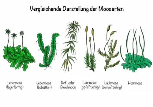 Comparative representation of the moss types