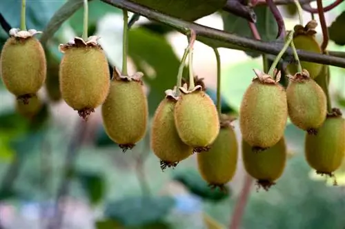 The Journey of the Kiwi: From China to New Zealand