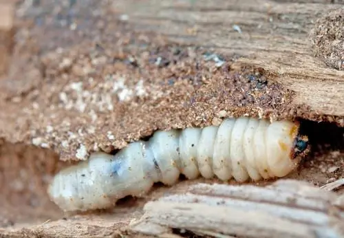 fighting woodworm