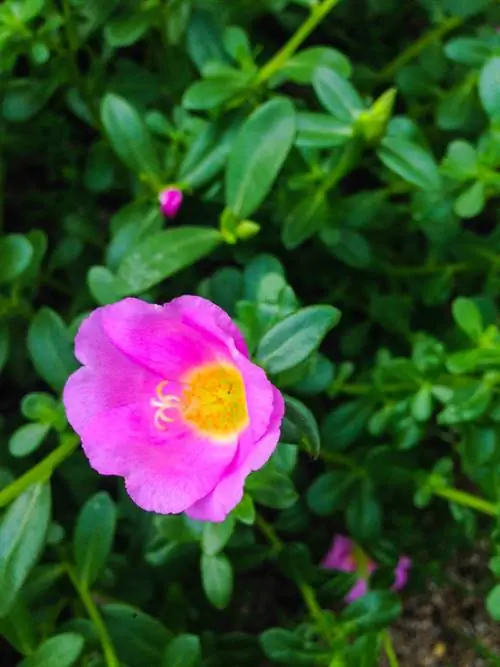 Pagtatanim ng purslane: Mga tip para sa summer at winter purslane