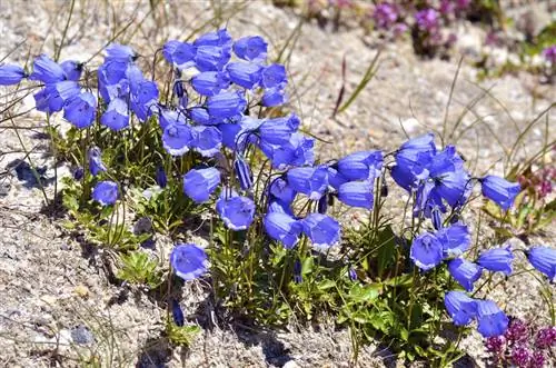 Campanula talajtakaró