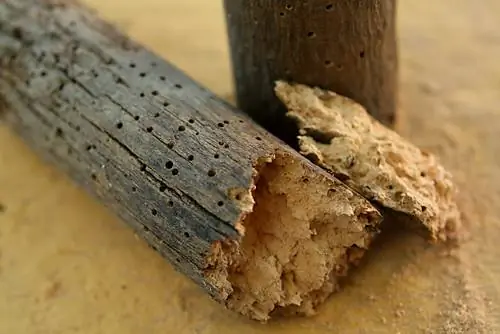 Fight woodworm effectively - guide explains best practices