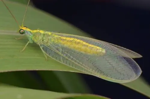 lacewing