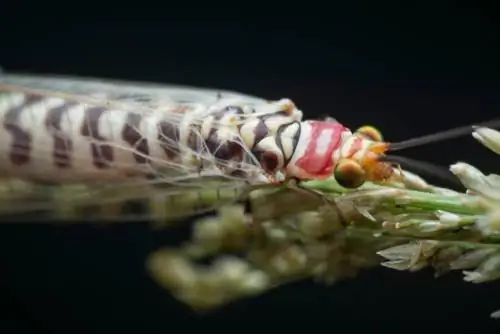 lacewing