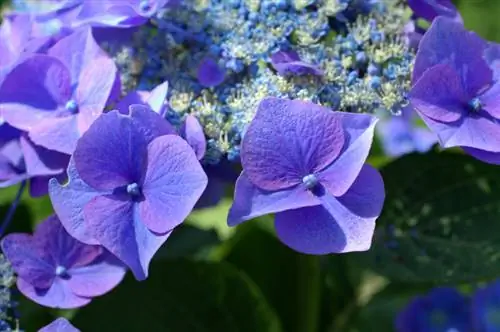 Soin de l'hortensia serrata