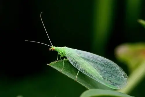 Crisopas: Los hermosos insectos beneficiosos