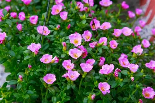 Purslane sorg