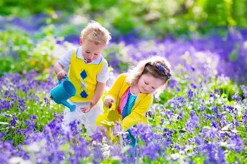 Klokkeblomst: Tips til vellykket pleje