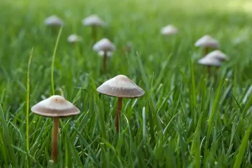 Identify fungi in the lawn and remove them if necessary