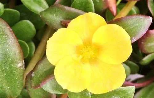 በአትክልቱ ውስጥ Purslane: ውጤታማ ቁጥጥር ምክሮች