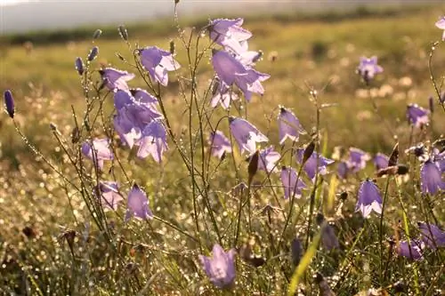 Umístění Campanula