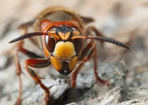 Quanto è pericolosa la puntura di un calabrone?