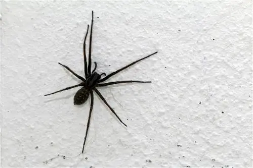 House spider